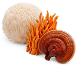 Functional Mushrooms