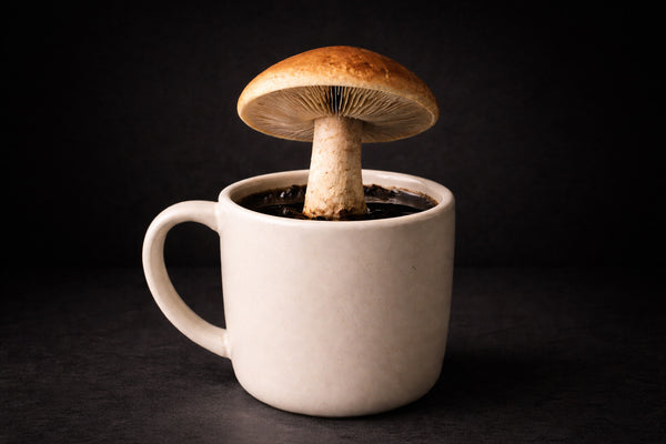 Seriously, What is Mushroom Coffee? A Quick Guide for Curious Coffee Drinkers