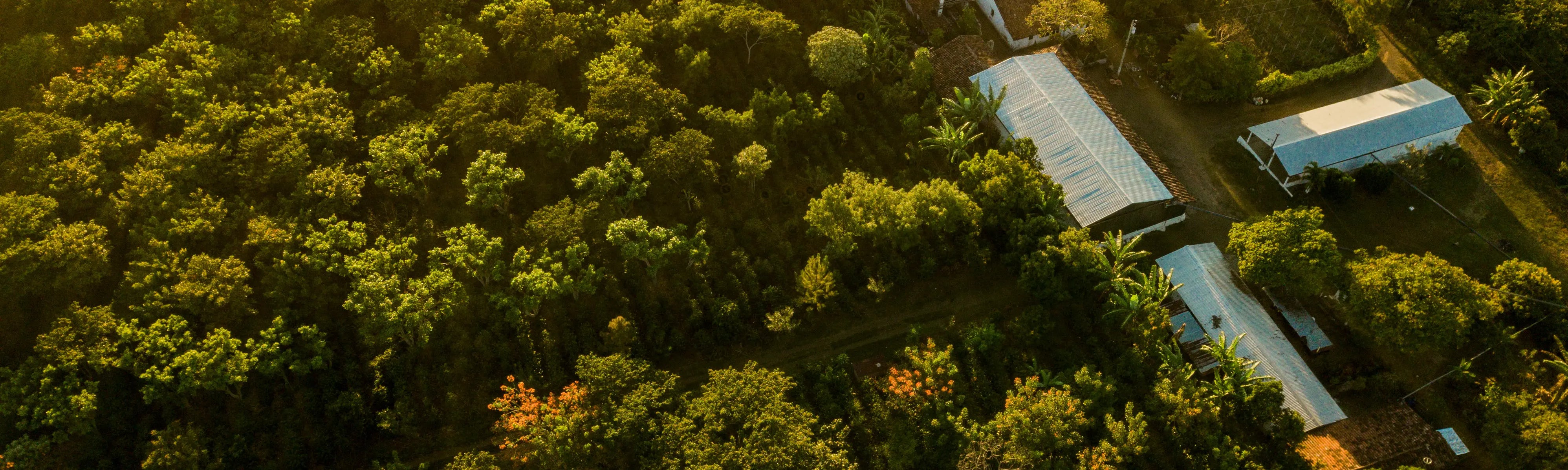 Aerial view of a Success Juice coffee farm