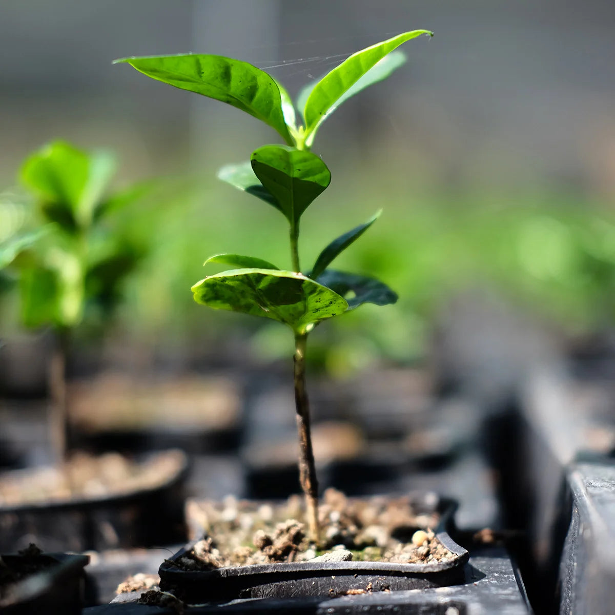 World Coffee Research