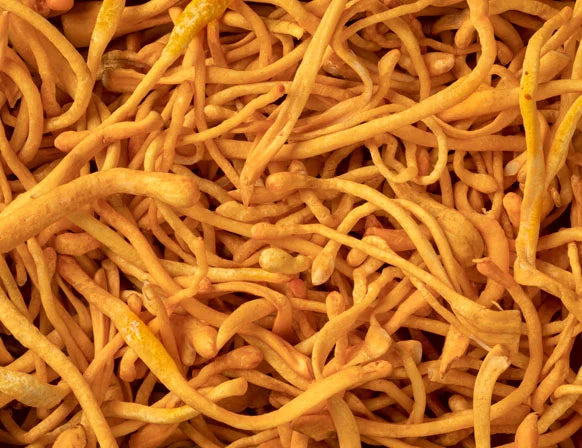 Cordyceps mushroom