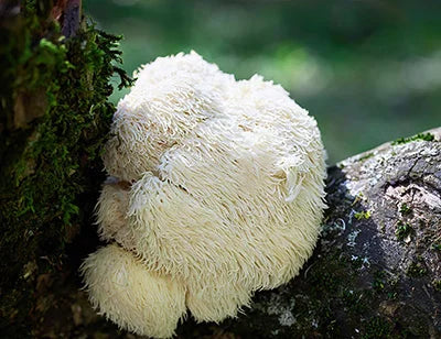 Lion's Mane mushroom