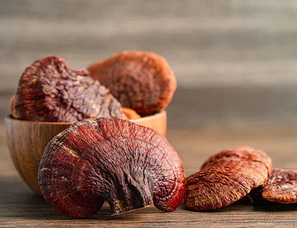Reishi mushroom